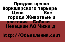 Продаю щенка йоркширского терьера  › Цена ­ 20 000 - Все города Животные и растения » Собаки   . Ненецкий АО,Чижа д.